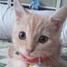 ピンクのひよこ
