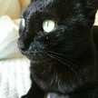 黒猫のもも