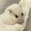 ゆきゆきちゃ