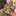 -mayumi- -mayumi-