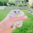 porunsan