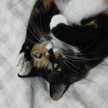 みけねこ十