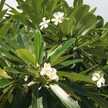 Hinano_tia