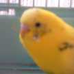 さちかほ