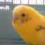 さちかほ