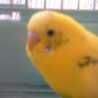 さちかほ