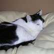 4696CAT