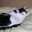4696CAT