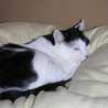 4696CAT