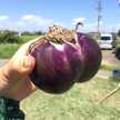 いちのみやのゆうこ