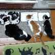 しろくろどら猫茶白黒