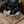 ねこまんまはかつお