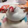 ヘンリエッタ19
