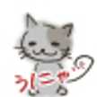 D/Cat