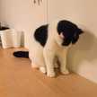 もろこしむすめ
