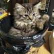 おきねこ