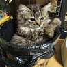 おきねこ