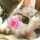 ❀まいねこ❀ ❀まいねこ❀