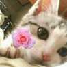 ❀まいねこ❀