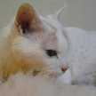 MilkySophie