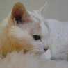MilkySophie