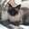 こんがりねこ