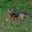 Fossie