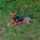 Fossie Fossie