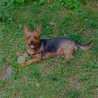 Fossie