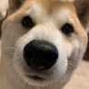 てつじのかーちゃん