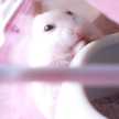 あふろん毛