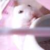 あふろん毛