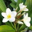 koaniani