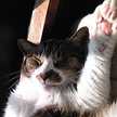nekoyannnn