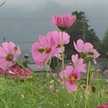 秋桜畑