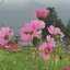 秋桜畑