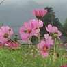 秋桜畑