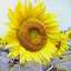 hirokaji
