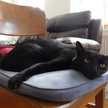 ４階の黒猫