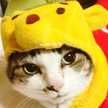 ぬこもっふもふ