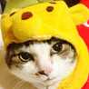 ぬこもっふもふ