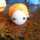 aska_ aska_