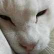 gen96cat