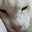 gen96cat