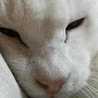 gen96cat