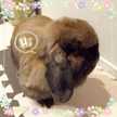 ぐりことみーやん