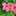 ラウイの花 ラウイの花