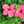 ラウイの花