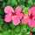 ラウイの花 ラウイの花
