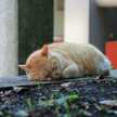 のらねこ129